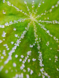 Full frame shot of plants