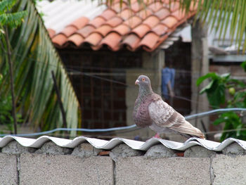 Close-up of bird perching on roof