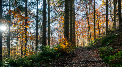 Pine trees in forest during autumn