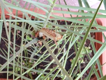 High angle view of insect on grass