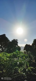 Plants growing on field against sky on sunny day