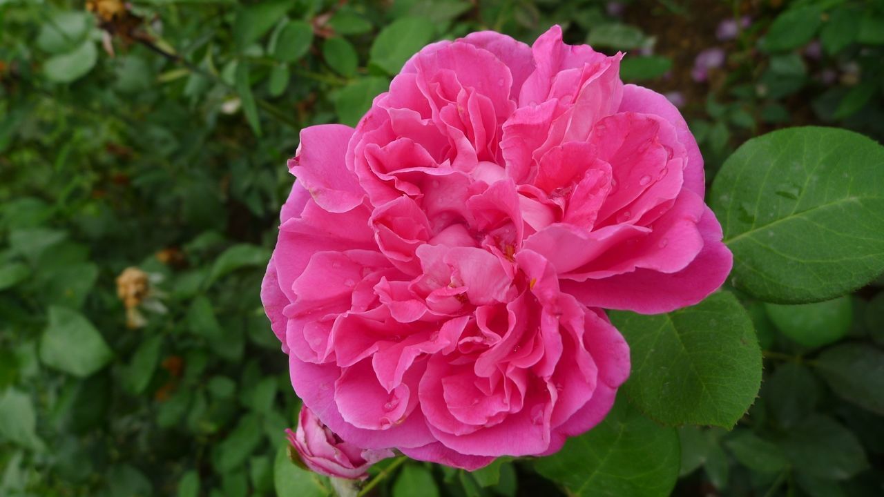 flower, freshness, fragility, petal, growth, flower head, beauty in nature, pink color, close-up, nature, blooming, leaf, plant, focus on foreground, in bloom, rose - flower, pink, park - man made space, high angle view, blossom