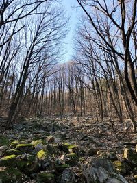 Bare trees in forest against sky