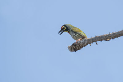 Low angle view of bird perching against clear blue sky