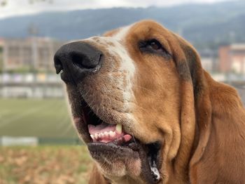 Close-up of dog looking away - blues posing