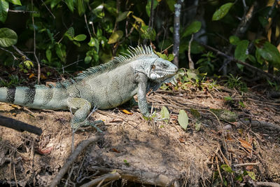 Close-up of iguana