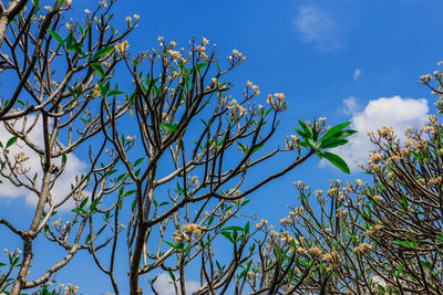 Plants against blue sky