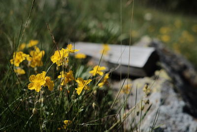 Close-up of yellow flowers blooming in field