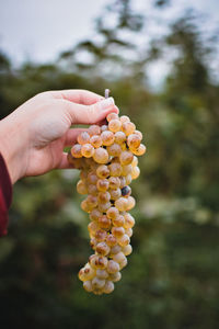 Close-up of hand holding berries