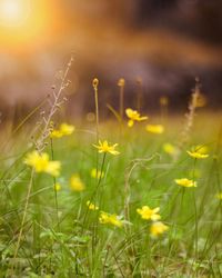 Close-up of yellow flowering plants on field