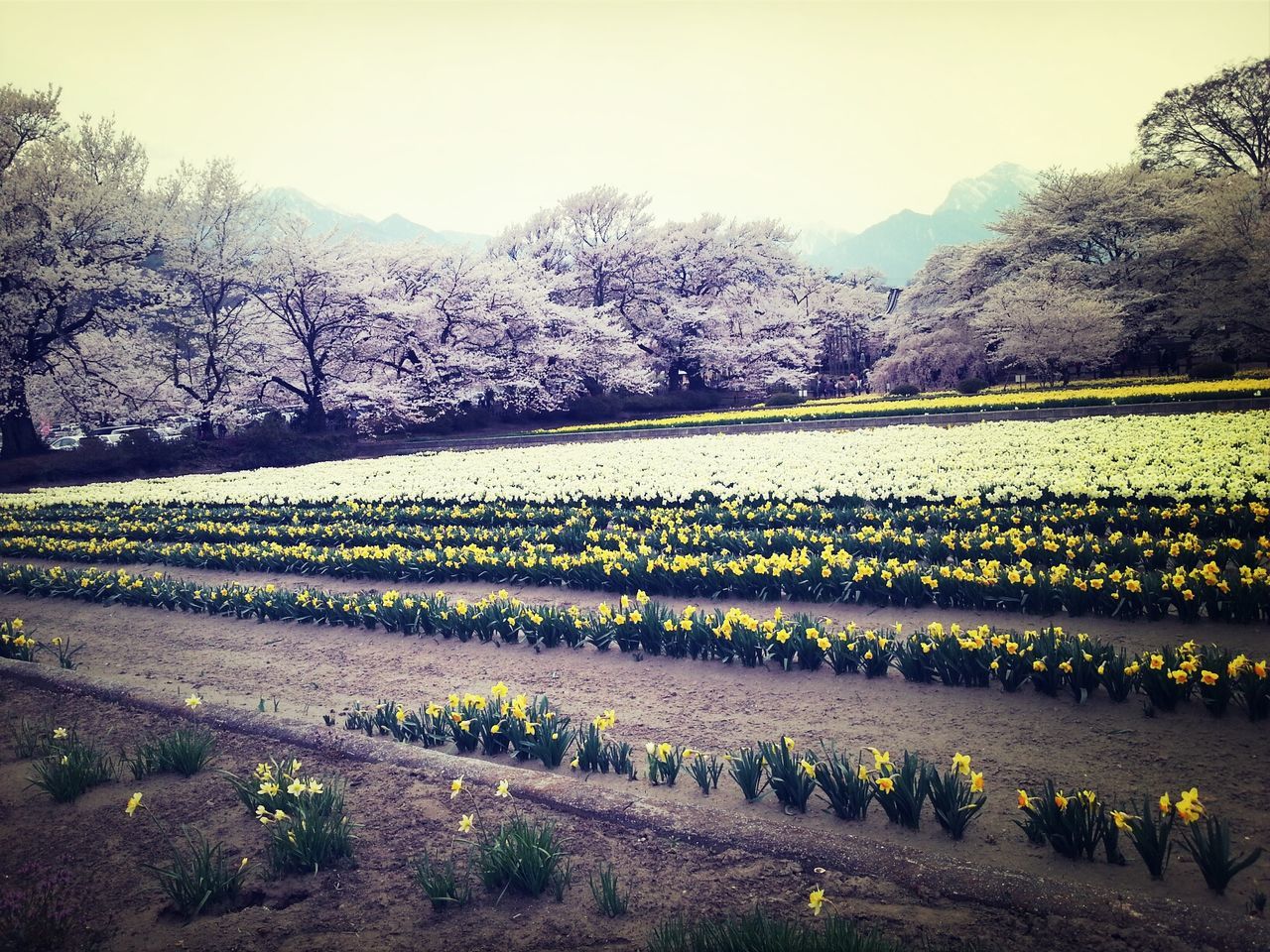 tree, tranquil scene, landscape, tranquility, beauty in nature, field, scenics, nature, growth, clear sky, sky, mountain, season, flower, rural scene, yellow, day, non-urban scene, outdoors, grass