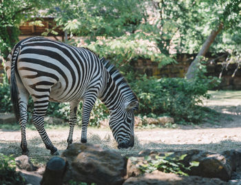 Close-up of zebra on tree