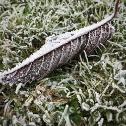 Plants growing outdoors