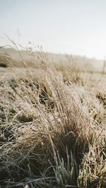 Close-up of grass on field against clear sky