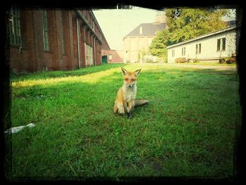 Dog in front of house