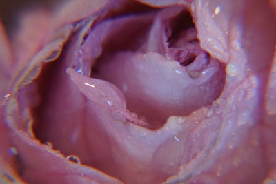 Close-up of wet rose