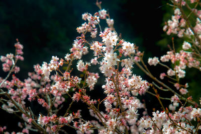 Close-up of pink flowers on branch