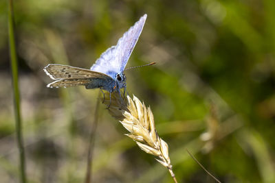 Close-up of butterfly on plant