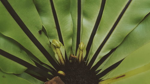 Full frame shot of plant