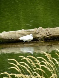 Bird perching on a lake