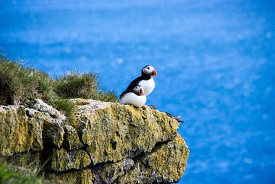 Two puffins sitting on the cliffs of latrabjarg, iceland