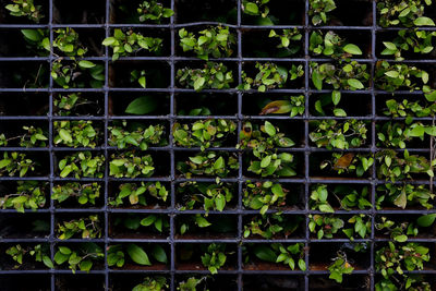 Full frame shot of ivy growing in greenhouse