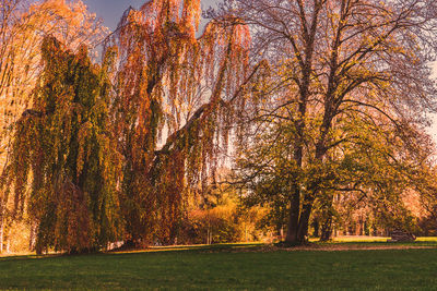 Trees on field during autumn