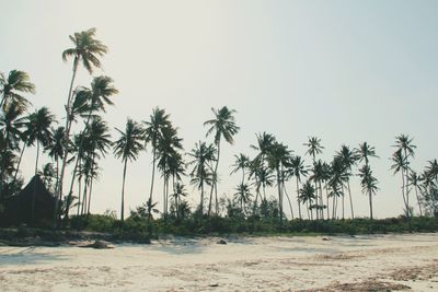 Palm trees on beach against sky