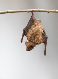 Low angle view of dried hanging on branch against sky