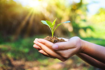 Close-up of woman hand holding small plant outdoors