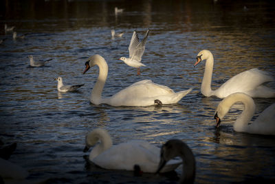 Swans at the swan sanctuary on the bank of the river severn in worcester, uk