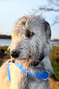 Close-up of dog against sky