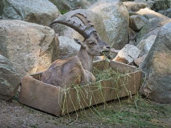 View of deer on rock at zoo