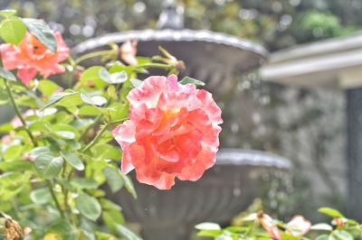 Close-up of pink flowers blooming outdoors