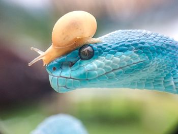 Snake and snail friendship