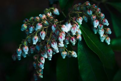 Close-up of flower buds growing outdoors at night