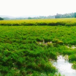 Scenic view of grassy field