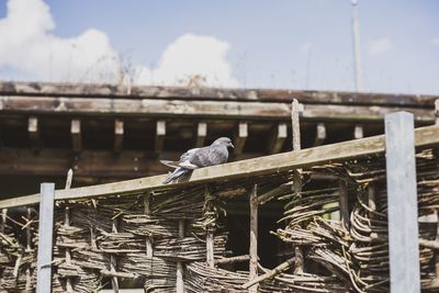 Birds perching on railing against sky