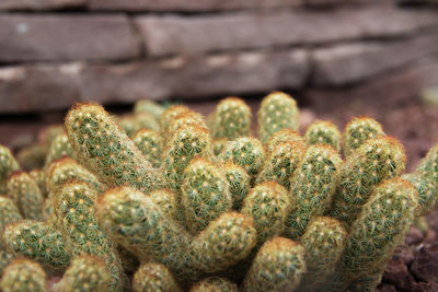Close-up of cactus growing against wall