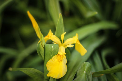 Close-up of yellow day lily blooming outdoors