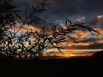 Low angle view of silhouette tree against sky during sunset