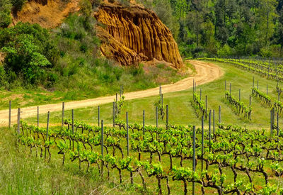 Scenic view of agricultural field