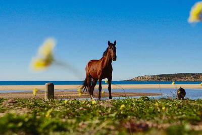 Horse on shore by sea against clear sky