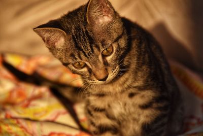 Close-up of cat relaxing on bed at home