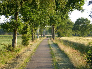 Road amidst trees in forest