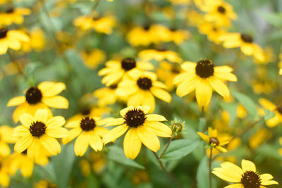 Close-up of yellow flowering plant