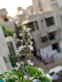 Close-up of white flowering plant