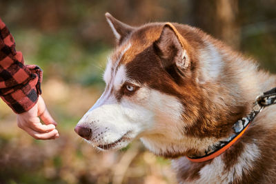 Close-up of dog