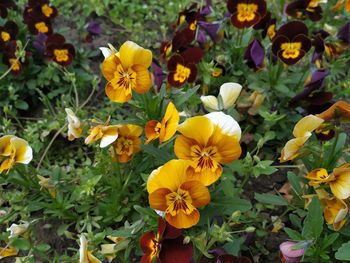 High angle view of yellow flowering plants