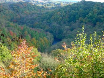 Scenic view of forest